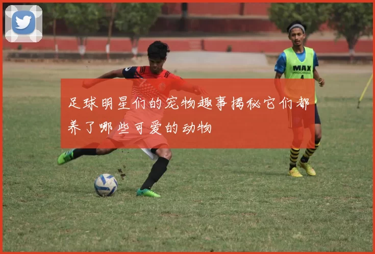 足球明星们的宠物趣事揭秘它们都养了哪些可爱的动物
